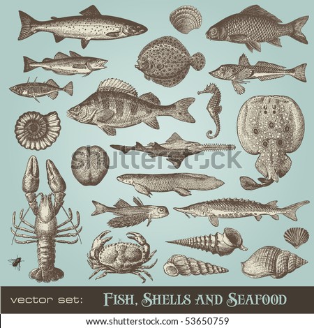vector set: fish, shells and seafood - variety of detailed vintage illustrations