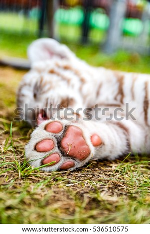 Sleeping white (bengal) tiger paw