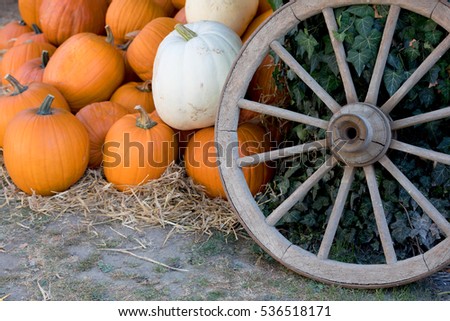 Orange harvested ripe pumpkins arranged on ground in farmhouse with old cartwheel, Rural countryside scene, Autumn Halloween decoration and still life.
