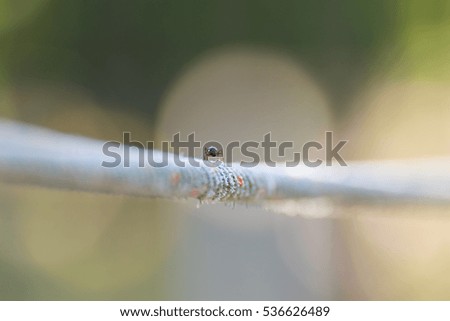 Ant on the rope 