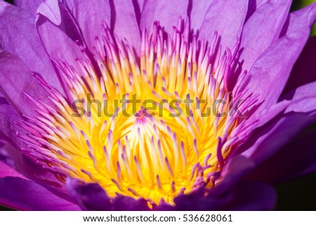 Photo closeup pollen purple lilies.