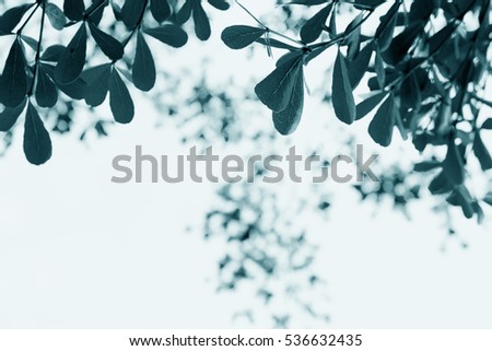 image of Trees in  Garden with sky.