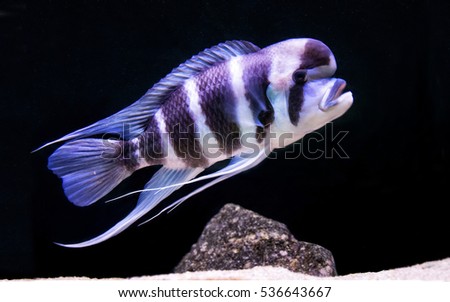 Cyphotilapia Frontosa is Jewels of Rift Lakes of Africa. This predator from depths of Lake Tanganyika is a gentle giant. It resides at greater depths (30-50 meters sub-surface). Can live over 25 years