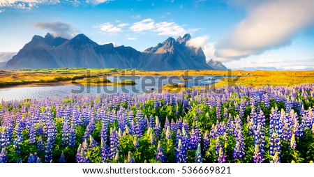 Blooming lupine flowers on the Stokksnes headland. Colorful summer panorama of the southeastern Icelandic coast with Vestrahorn (Batman Mountain). Iceland, Europe. Artistic style post processed photo.
