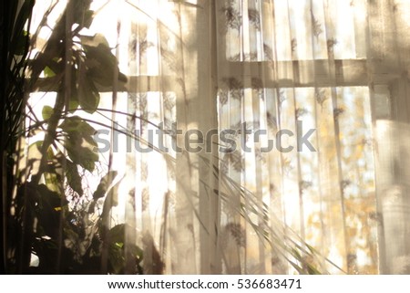 White curtain on window. Home interior Green plant morning light and Shadow.