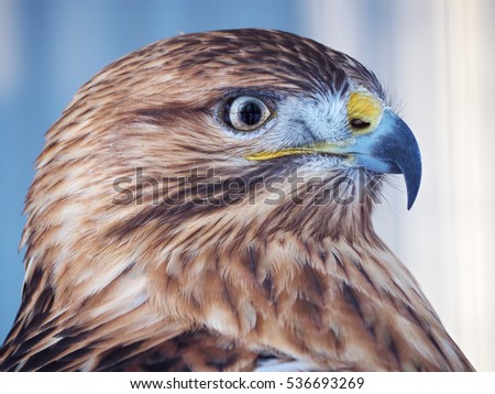 Hawk buteo portrait