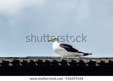 a seagull standing on rooftop