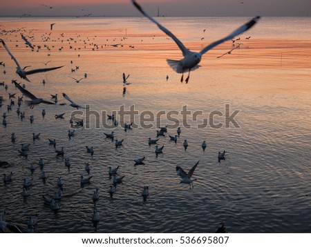 SAMUT PRAKAN THAILAND : flying seagull bird with colorful sky and sea on twilight sunset time seascape