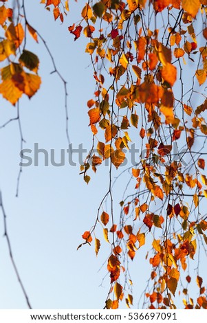  birch tree with orange leaves in autumn season. Photo taken closeup with a small depth of field. Blue sky in the background.