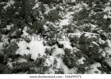 Snowed Xmas tree branches 