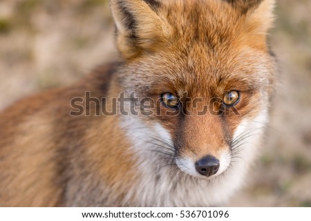 The eyes of the Red Fox. Full size picture!
