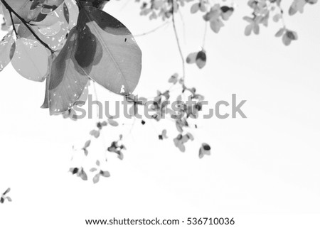 Leaves on sky,leaf Backgrounds,black and white picture