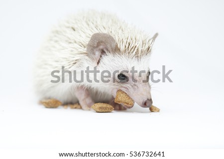 beautiful hedgehog baby