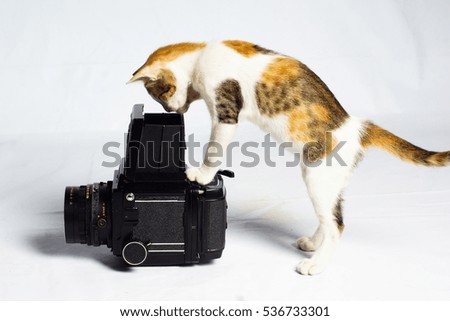 cat photography medium format camera 