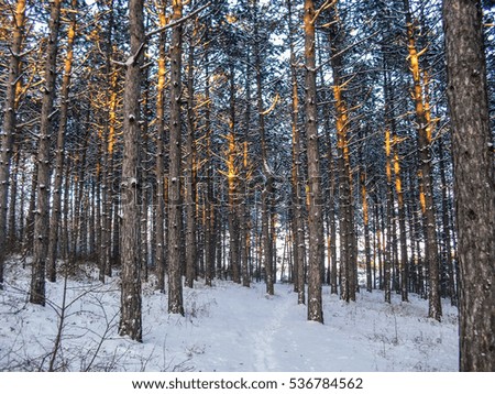 Pine forest sunlight. Winter forest.