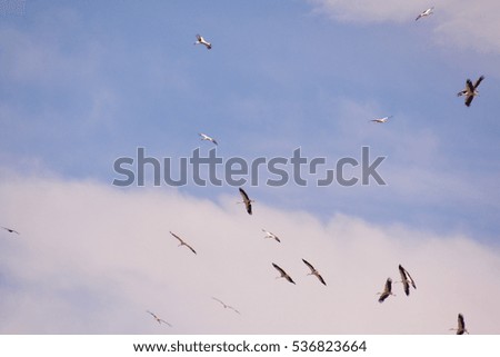 Photo picture Flock of white storks against blue sky