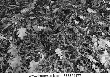 Fallen leaves and needles on the floor of a forest in the late fall in black and white