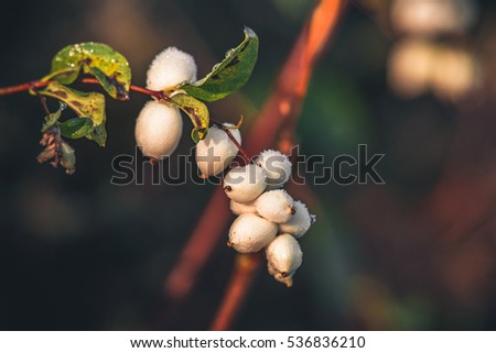 White snowberries on a branch in the winter with a bunch of white berries with frist in the morning sun