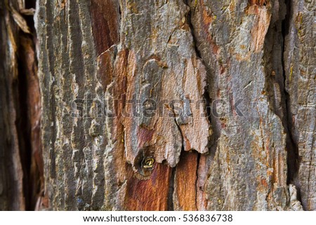 Rustic tree trunk close up in a shaded forest
