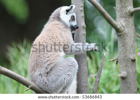 Close up of Ring-tailed Lemur