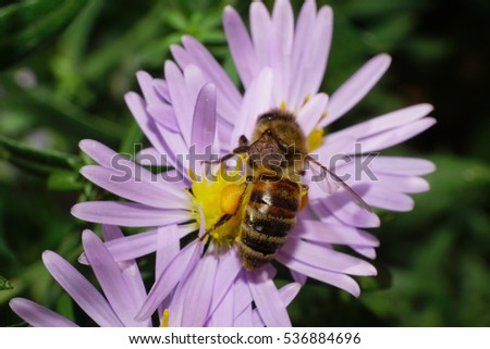 Close-up view from above with wings hairy alpine honey bees collecting nectar on pink flower Alpine aster                               