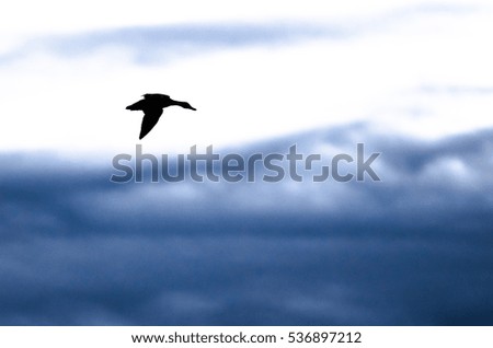 Silhouetted Duck Flying in the Dark Evening Sky