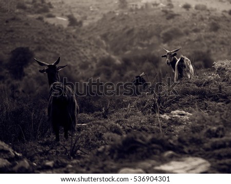 Animals in the Highlands of Sicily. Cows and Goats in the green winter early spring hills of Sicily. Green meadows and amazing cattle picture in Italy