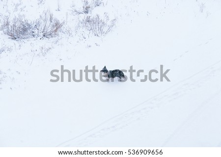A dog on the street in the snow on the street