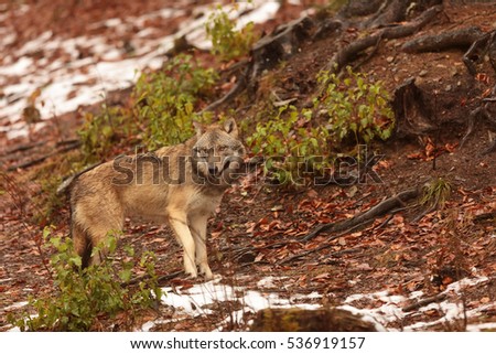 Eurasian wolf with rest snow