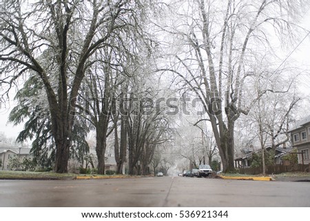 Branches of trees brought by snow isolated on a white background