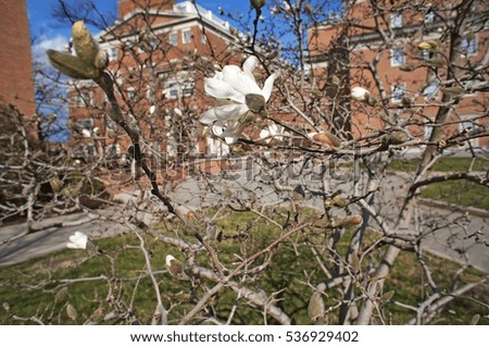 Blossoming white magnolia 