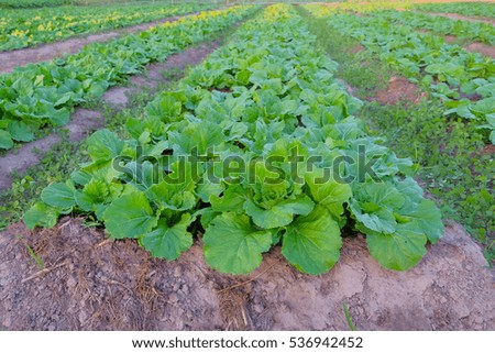 A front selective focus picture of organic vegetable garden,future agriculture for safety food in Thailand