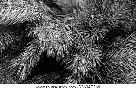 Beautiful winter background. Nice fir branches. Close up. Black and White Photography 