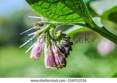Comfrey flowers. Symphytum officinale is a perennial flowering plant of the genus Symphytum. Along with thirty four other species of Symphytum, it is known as comfrey. 