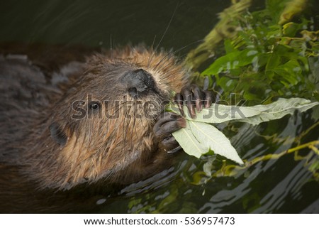 Eurasian beaver (Castor fiber) . Royalty-Free Stock Photo #536957473