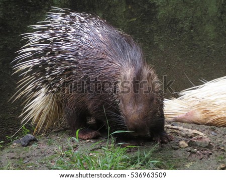 Porcupines are rode nation mammals with a coat of sharp spines, or quills, that protect against predators