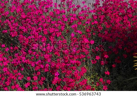 Crimson flowers of Ladys Cushion, Meadow Pinks, Spink (Dianthus deltoides). 