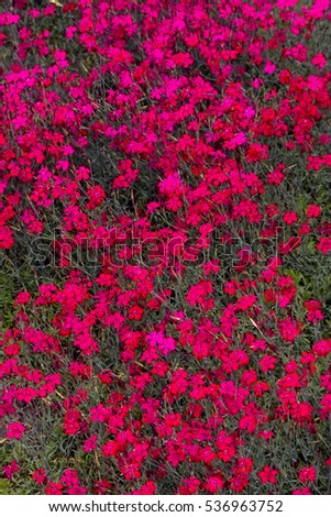 Carpet of blooming crimson red Maiden Pinks flowers, also called Ladys Cushion (Dianthus deltoides). Groundcover perennial plant