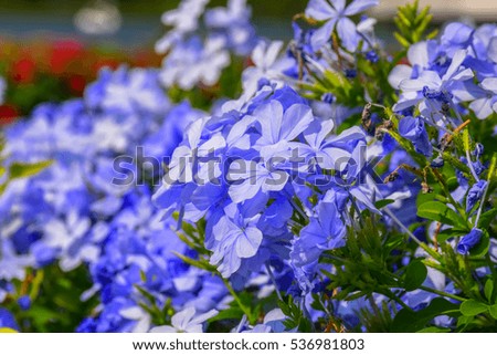 a selective focus picture of cape leadwort, blue flower with green leaves background