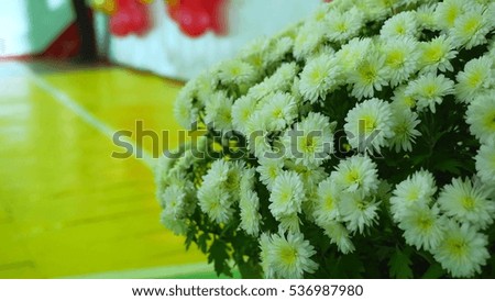 bouquet of white flowers Gerbera, nature flower