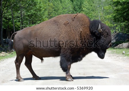 Picture of a mature Bison standing on a road