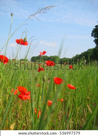 photo landscape green field with ears of ripening grain and bright colors of poppies, with red petals against the blue of the heavenly Outlook as the source for design and print