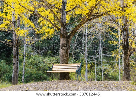 bench under ginkgo tree