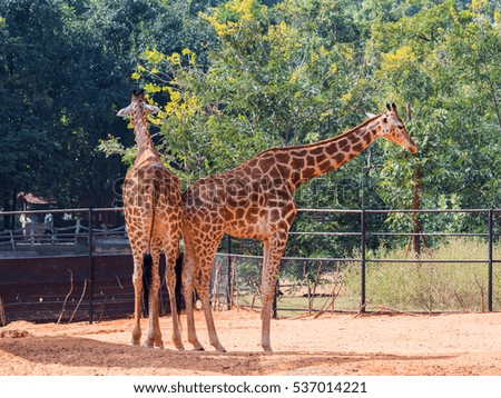 Two giraffes  standing in the zoo