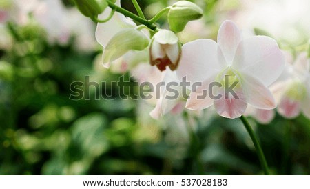Dendrobium is name Pink Nagarindra orchid in farm garden with soft focus background.and have some space for write wording.