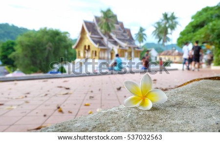 Jampa laos flower with on the  National museum of Luang Prabang background. Royalty-Free Stock Photo #537032563