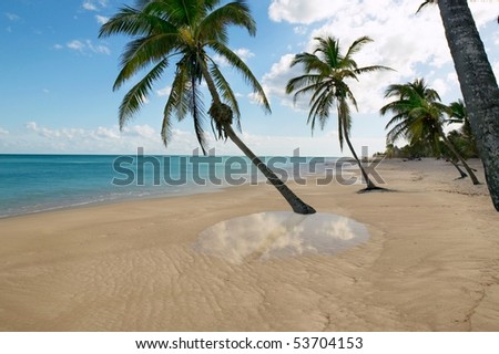 tropical beach with palm trees and water reflection in Caribbean sea [Photo Illustration]