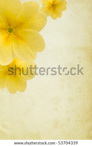 Old paper background with yellow paigle flowers. Detailed texture. Copy-space.