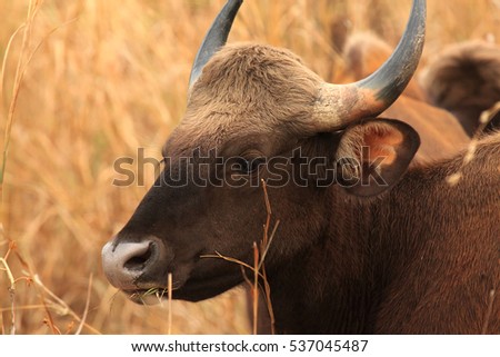 Closeup picture Indian bison photographed at Tadoba Andheri Tiger reserve