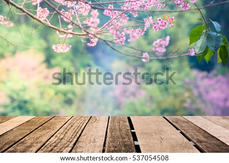 Old wood floor with pink  Sakura flowers blooming blossom blurred background
